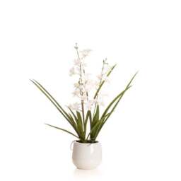 Artificial White Mini Cymbidium Orchid in White Ceramic Plant Pot - thumbnail 4