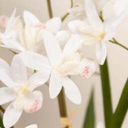 Artificial White Mini Cymbidium Orchid in White Ceramic Plant Pot - thumbnail 2