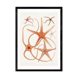 East End Prints Vintage Starfish 2 Print - thumbnail 2