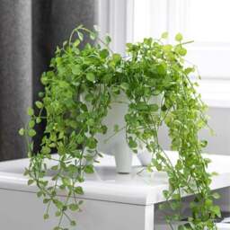 Artificial Trailing Plant in White Footed Plant Pot - thumbnail 2
