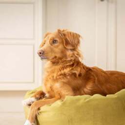 Lords and Labradors Velvet Donut Dog Bed - thumbnail 2