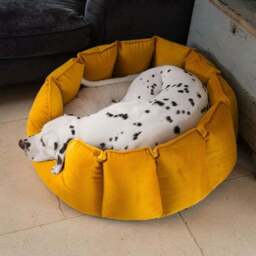 Lords and Labradors Velvet High Wall Dog Bed - thumbnail 3