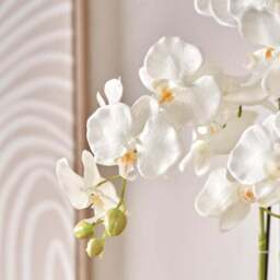 Artificial White Orchid in Rounded White Plant Pot - thumbnail 2