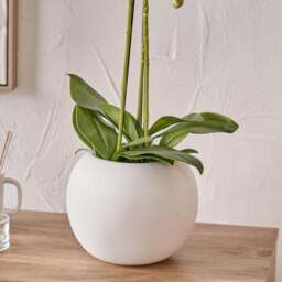 Artificial White Orchid in Rounded White Plant Pot - thumbnail 3