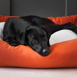 Lords and Labradors Velvet Box Dog Bed - thumbnail 3