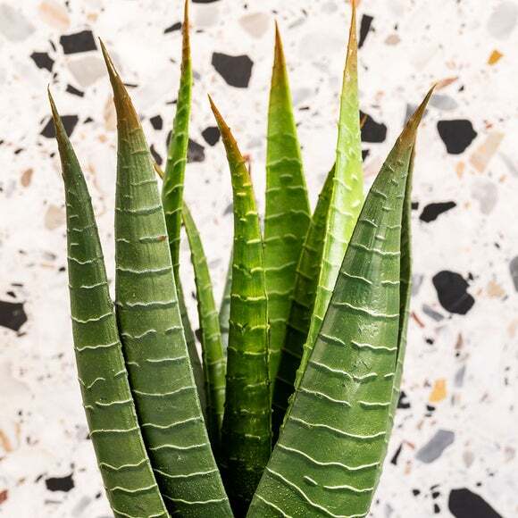anthurium plant online Buy Anthurium Blue Papillilaminum Online – HappiestPlants