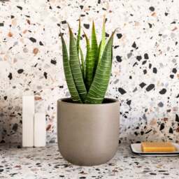 Artificial Aloe Vera Plant - thumbnail 1