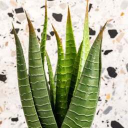 Artificial Aloe Vera Plant - thumbnail 2