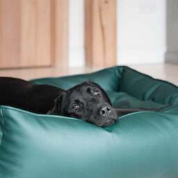 Lords and Labradors Rhino Leather Box Dog Bed - thumbnail 3