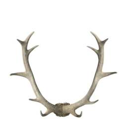 Cedar & Sage Bjorn Antler Wall Art - thumbnail 3