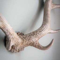 Cedar & Sage Bjorn Antler Wall Art - thumbnail 2
