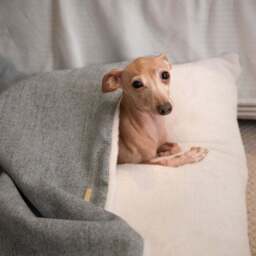 Lords and Labradors Inchmurrin Burrow Dog Bed - thumbnail 3