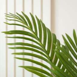Artificial Real Touch Pearl Palm Tree in Black Plant Pot - thumbnail 2