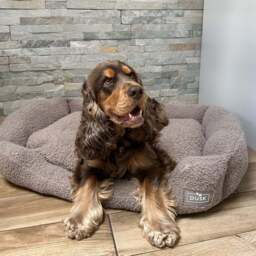 DUSK Teddy Basket Dog Bed - Taupe - Medium - thumbnail 4