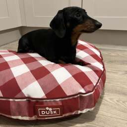 DUSK Beau Gingham Love Heart Dog Bed - White/Red - thumbnail 3
