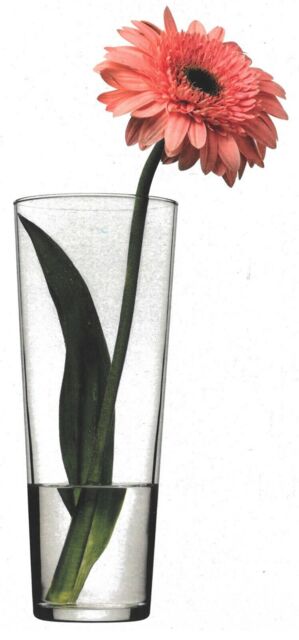 26cm Tall Clear Glass Conical Tapered Vase Flower Vase, Home Decor