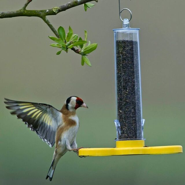 Jacobi Jayne Niger Seed Bird Feeder Goldfinch Finder Comes Ready