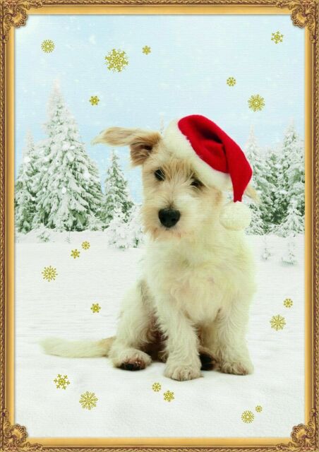 Christmas Puppy Advent Calendar Design By Daniela Lengers 29.7 X 42 Cm