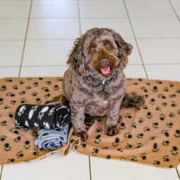 Digiflex 3 Pack Xl Pet Fleece Blankets 140x100cm – Soft Washable