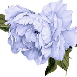 Blue Peony #14 Leaves Removable Wall Decal Individual Blooming Peonies Baby Girl Room Nursery Decor - Customize Your Own Sticker Set - thumbnail 4