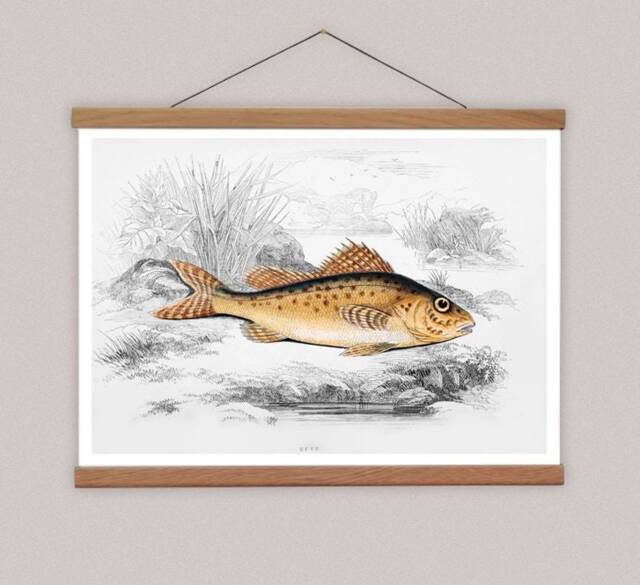 Vintage Reef Fish Canvas Print With Magnetic Oak Poster Hanger - image 1