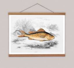 Vintage Reef Fish Canvas Print With Magnetic Oak Poster Hanger - thumbnail 1