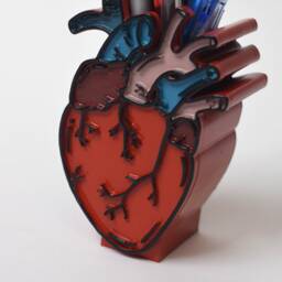 Anatomical Human Heart Pen Holder, Heart Decor, Doctor, Medical, Science, Medical Pen Anatomy, Hand Painted - thumbnail 4