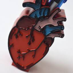 Anatomical Human Heart Pen Holder, Heart Decor, Doctor, Medical, Science, Medical Pen Anatomy, Hand Painted - thumbnail 2