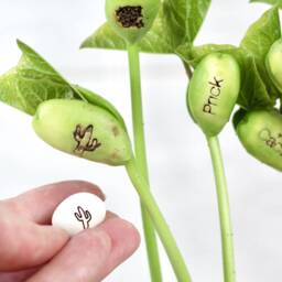 Magic Cactus Bean Grow Set - thumbnail 3