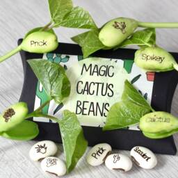 Magic Cactus Bean Grow Set - thumbnail 1