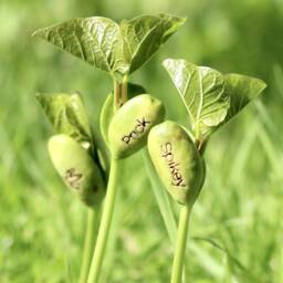 Magic Cactus Bean Grow Set - thumbnail 2
