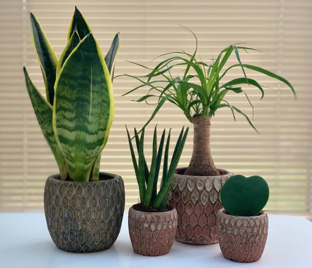 Rustic Moroccan Ceramic Planter - Red & White Or Grey Gold House Plant Pot - image 1