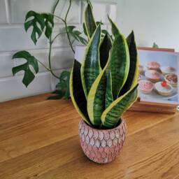 Rustic Moroccan Ceramic Planter - Red & White Or Grey Gold House Plant Pot - thumbnail 3