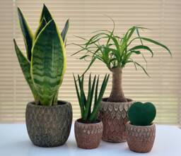 Rustic Moroccan Ceramic Planter - Red & White Or Grey Gold House Plant Pot - thumbnail 1