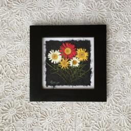 Signed Pressed Daisy Framed Art Real Flower Wall Decor, Handmade in Canada - thumbnail 3