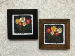 Signed Pressed Daisy Framed Art Real Flower Wall Decor, Handmade in Canada - thumbnail 1