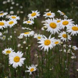 Signed Pressed Daisy Framed Art Real Flower Wall Decor, Handmade in Canada - thumbnail 4