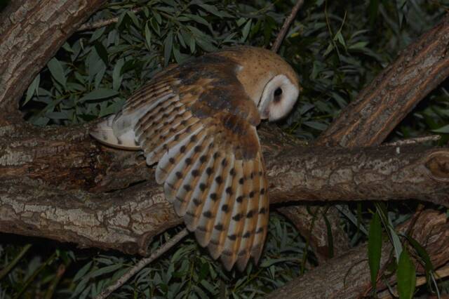 Barn Owl Photo, Wall Decor, Nature Photos, Wildlife Instant Digital Download - image 1