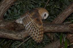 Barn Owl Photo, Wall Decor, Nature Photos, Wildlife Instant Digital Download - thumbnail 1