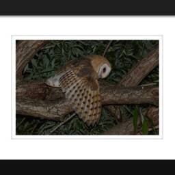 Barn Owl Photo, Wall Decor, Nature Photos, Wildlife Instant Digital Download - thumbnail 2