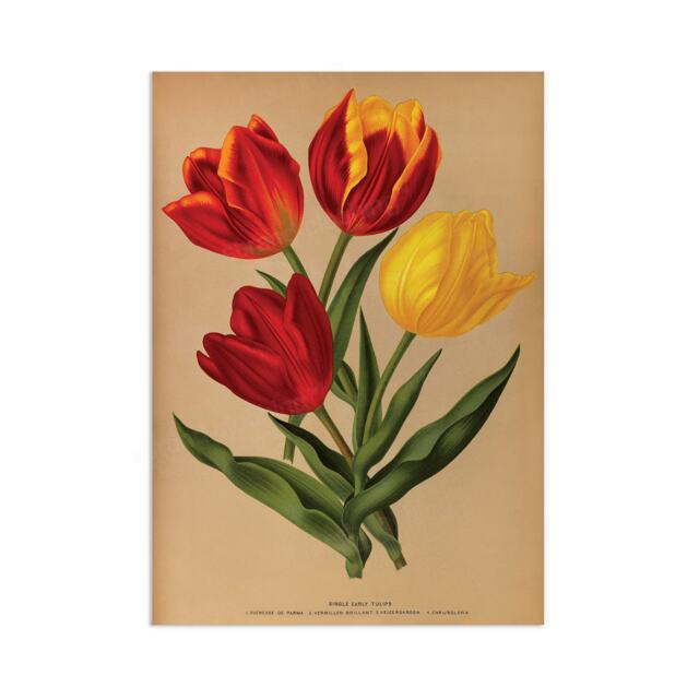 Antique Botanical Art Print Poster Vintage Wall Flowers Floral Tulips Red Nature Leaf Plant Illustration Victorian Herbs Beautiful A3 - image 1