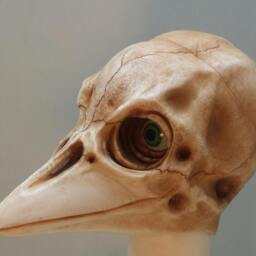 West Nile Christopher Bjd Resin Head - thumbnail 4
