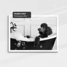Poodle in The Bathtub Dog Pet Abstract Modern Black & White Wall Art Framed Canvas Poster Print, Home Kitchen Office Decor - thumbnail 3