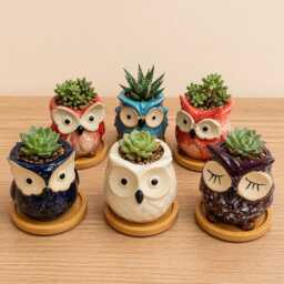Owl Succulent Plant Pots With Bamboo Coaster/Quirky Indoor Home Decor Ceramic Mini Planter Office Desktop Pot Gift