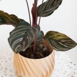 Large Planter Jamil Gro??er Blumentopf Indoor Pflanztopf ??bertopf Plant Pot Printed in Wood - thumbnail 2