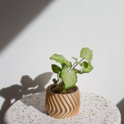 Large Planter Jamil Gro??er Blumentopf Indoor Pflanztopf ??bertopf Plant Pot Printed in Wood - thumbnail 3