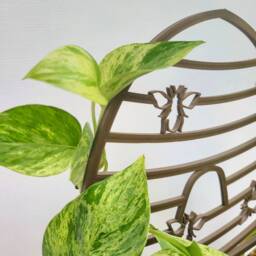 Beehive Houseplant Trellis, For Indoor Plants, 3D Printed Plant Support, Hoya Stake - thumbnail 2