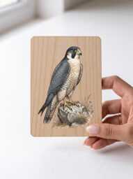 Peregrine Falcon Art Print - Vintage Illustration Bird Of Prey Pine Wooden Postcard Wall - thumbnail 1