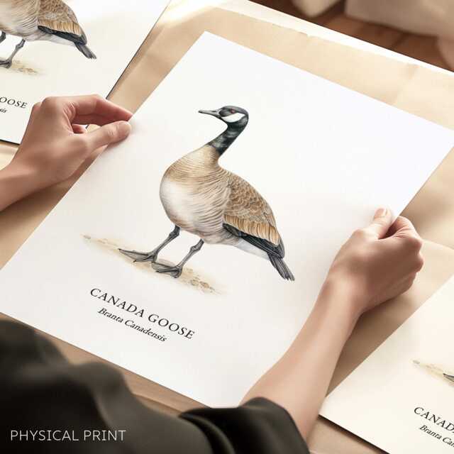 Bird Prints, Canada Goose, Home Decor Love Gift, Wall Posters - image 1