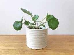 Pots For Plants, Ceramic Planter, Flower Pot Indoor, White Plant Textured, Small Round Planter 3, 4.5 Inch, Succulent Cactus Houseplant - thumbnail 1